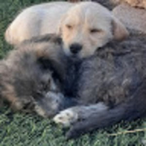 Meet your Posher, Irene